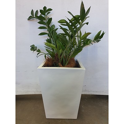 Executive Gloss Fibre Glass Floor Pot Planted with Zanzibar Gem (Zamioculus Zalmiofolia)