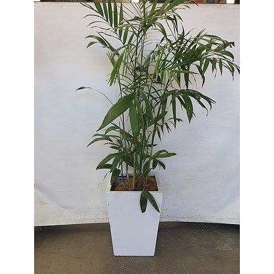 Executive Gloss Fibre Glass Floor Pot Planted with Bamboo Palm (Chamaedorea Seifrizii)