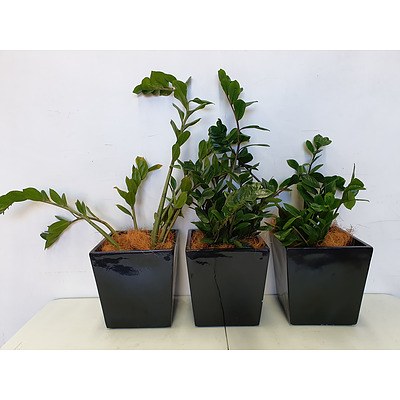 Executive Gloss Fibre Glass Desk Pot Planted with Zanzibar Gem (Zamioculus Zalmiofolia) - Lot of Three Indoor Plants