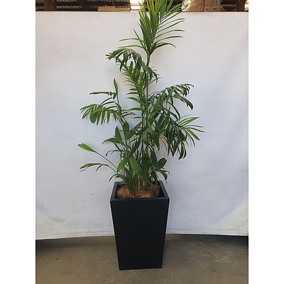 Executive Gloss Fibre Glass Floor Pot Planted with Bamboo Palm (Chamaedorea Seifrizii)