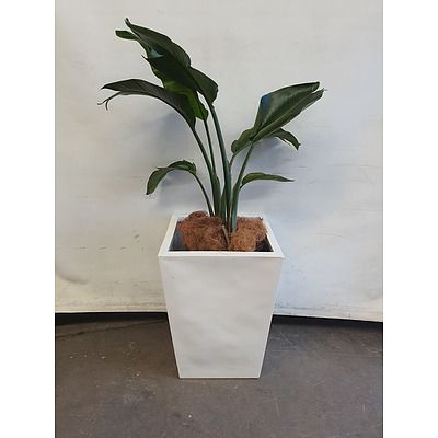 Executive Gloss Fibre Glass Floor Pot Planted with Banana Palm