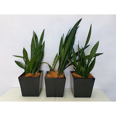 Executive Gloss Fibre Glass Desk Pot Planted with Sansevieria Species (Mother-in-Laws Tongue) - Lot of Three Indoor Plants