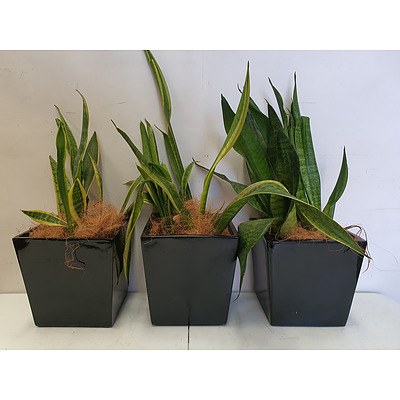 Executive Gloss Fibre Glass Desk Pot Planted with Snake Plant (Sansevieria Species) - Lot of Three Indoor Plants