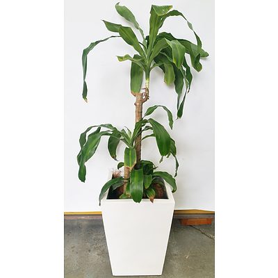 Striped Happy Plant(Dracenea Fragrants Massangeana) Indoor Plant With Fiberglass Planter