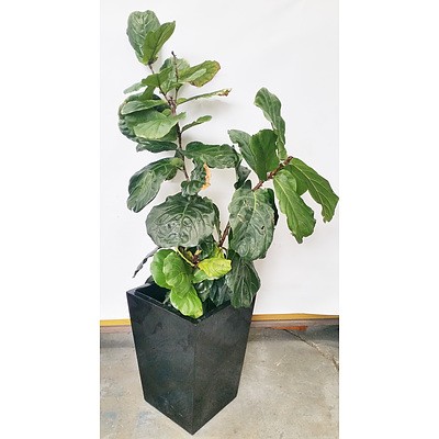 Fiddle Leaf Fig(Ficus Lyrata) Indoor Plant With Fiberglass Planter