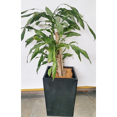 Striped Happy Plant(Dracenea Fragrants Massangeana) Indoor Plant With Fiberglass Planter