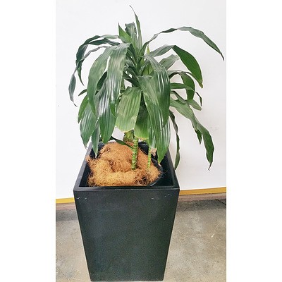 Janet Craig(Dracaena Deremensis) Indoor Plant With Fiberglass Planter