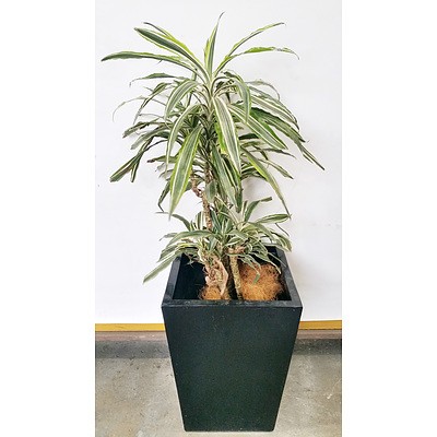 Janet Craig(Dracaena Deremensis) Indoor Plant With Fiberglass Planter