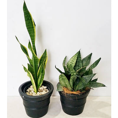Two Mother In Law's Tongue(Sansavieria) Desk/Bench Top Indoor Plants With Cotta Pots