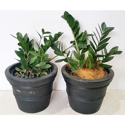 Two Zanzibar Gem(Zamioculus Zalmiofolia) Desk/Bench Top Indoor Plants With Cotta Pots