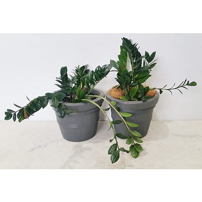 Two Zanzibar Gem(Zamioculus Zalmiofolia) Desk/Bench Top Indoor Plants With Cotta Pots