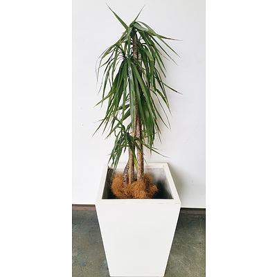 Dragon Tree(Dracaena Draco) Indoor Plant With Fibre Glass Planter Box