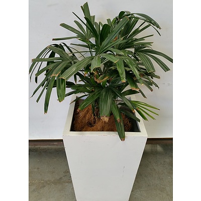 Rhapis Palm(Rhapis Excelsa) Indoor Plant With Fiberglass Planter