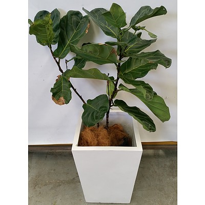 Fiddle Leaf Fig(Ficus Lyrata) Indoor Plant With Fiberglass Planter