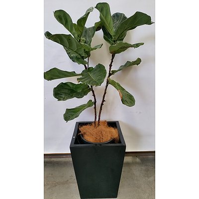 Fiddle Leaf Fig(Ficus Lyrata) Indoor Plant With Fiberglass Planter