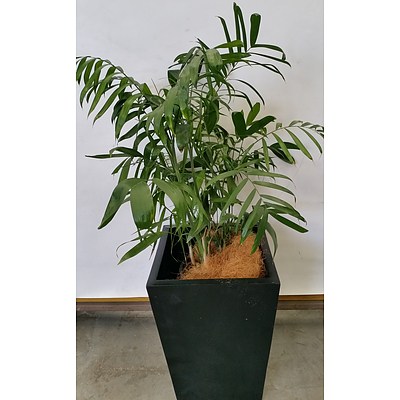Parlor Palm(Chamaedorea Elegans) Indoor Plant With Fiberglass Planter