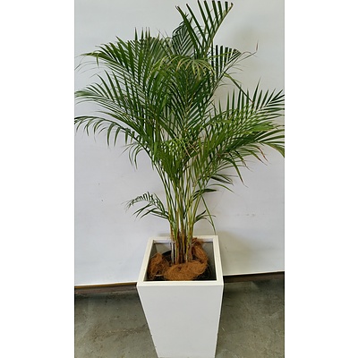 Golden Cane Palm(Dypsis Lutescens) Indoor Plant With Fiberglass Planter