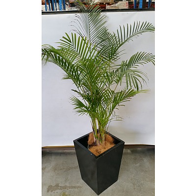 Golden Cane Palm(Dypsis Lutescens) Indoor Plant With Fiberglass Planter