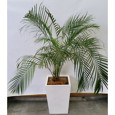 Golden Cane Palm(Dypsis Lutescens) Indoor Plant With Fiberglass Planter