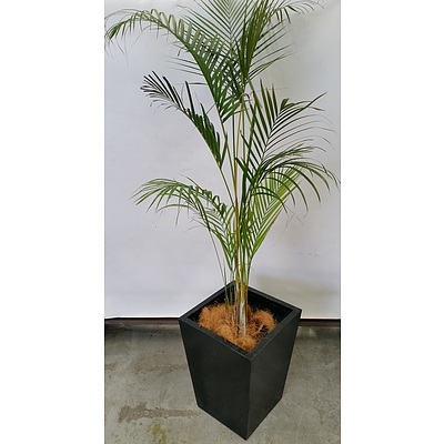 Golden Cane Palm(Dypsis Lutescens) Indoor Plant With Fiberglass Planter