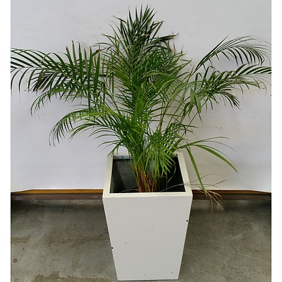 Kentia Palm(Howea Forsteriana) Indoor Plant In Fiberglass Planter