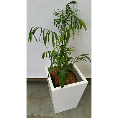 Bamboo Palm(Chamaedorea Seifrizii) Indoor Plant With Fiberglass Planter