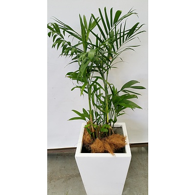 Bamboo Palm(Chamaedorea Seifrizii) Indoor Plant With Fiberglass Planter