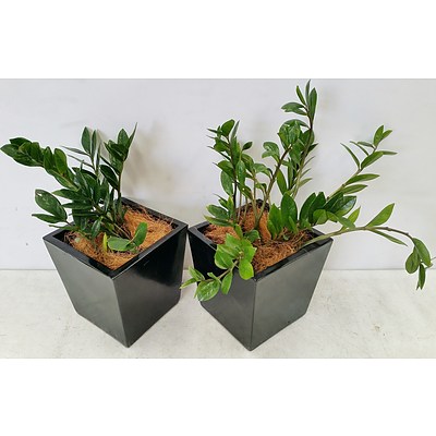 Two Zanzibar Gem(Zamioculus Zalmiofolia) Desk/Bench Top Indoor Plants With Fiberglass Planters