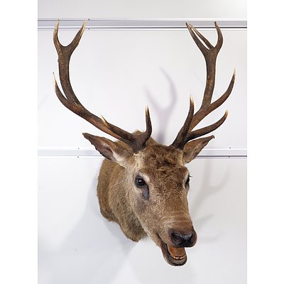 Large Taxidermy Red Deer, Shoulder Mount - Roaring, 12-Point Royal, S.E. Queensland.