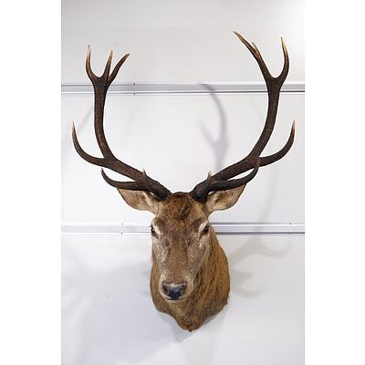 Large Taxidermy Red Deer, Shoulder Mount, 12-Point Royal, S.E. Queensland.