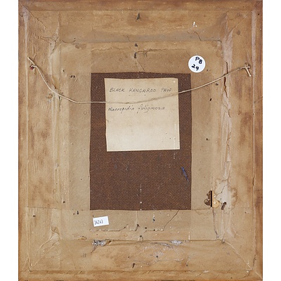 William Fletcher (1924-1983), Black Kangaroo Paw 1971, Oil on Board