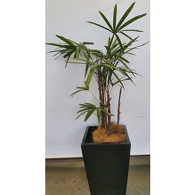 Rhapis Palm(Rhapis Excelsa) Indoor Plant With Fiberglass Planter