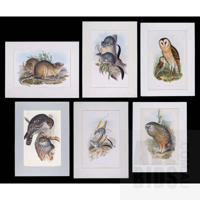 A Group of Six Unframed John Gould Hand-Coloured Lithographs, each approx. 50 x 30 cm (image size) (6)