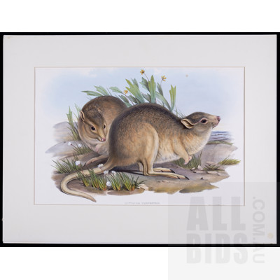 A Group of Six Unframed John Gould Hand-Coloured Lithographs, each approx. 50 x 30 cm (image size) (6)