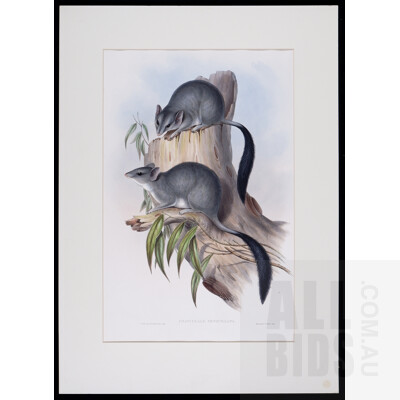 A Group of Six Unframed John Gould Hand-Coloured Lithographs, each approx. 50 x 30 cm (image size) (6)