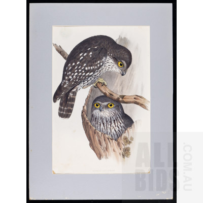 A Group of Six Unframed John Gould Hand-Coloured Lithographs, each approx. 50 x 30 cm (image size) (6)