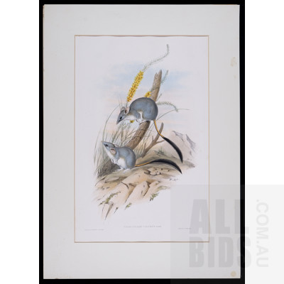 A Group of Six Unframed John Gould Hand-Coloured Lithographs, each approx. 50 x 30 cm (image size) (6)