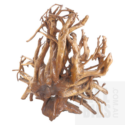Large Peacock Form Root Formation