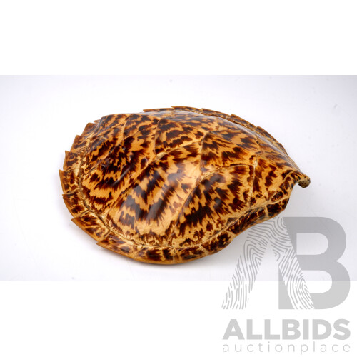 Vintage Hawksbill Turtle Shell
