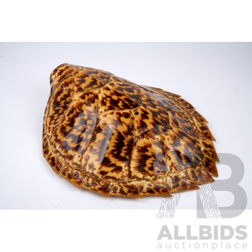 Vintage Hawksbill Turtle Shell