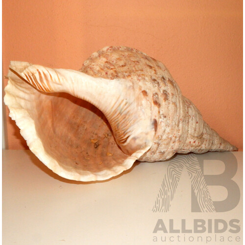 Nice Vintage Triton Conch Shell