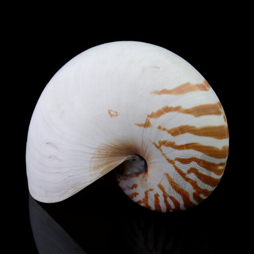 Vintage Tiger Nautalis Shell
