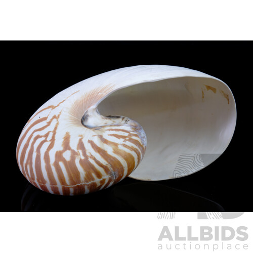 Vintage Tiger Nautalis Shell