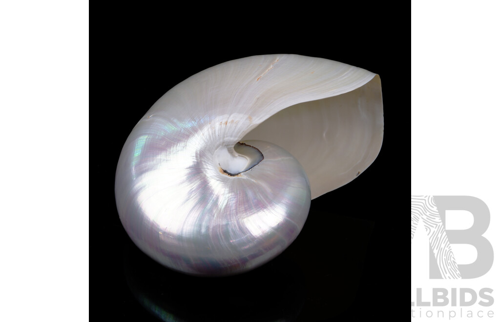 Vintage Polished Nautalis Shell
