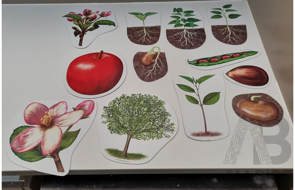 Collection of Kid's Plasticware and Giant Magnetic Plant Life Cycle