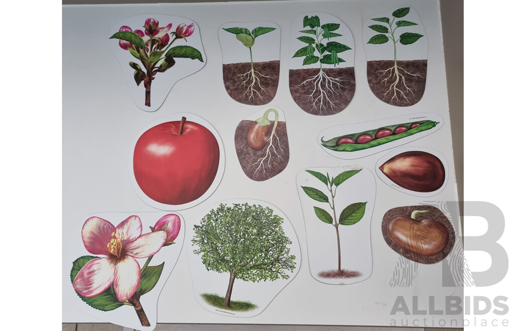 Collection of Kid's Plasticware and Giant Magnetic Plant Life Cycle