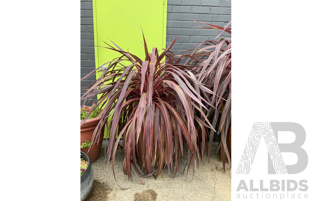 Large Established Ruby Dracena in Terracotta Pot