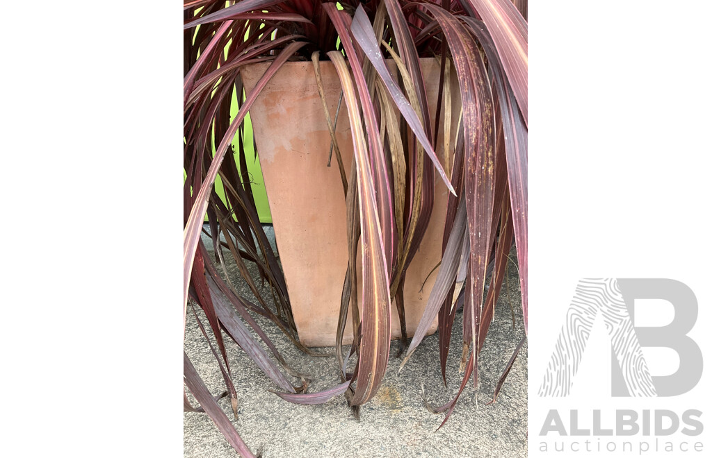 Large Established Ruby Dracena in Terracotta Pot