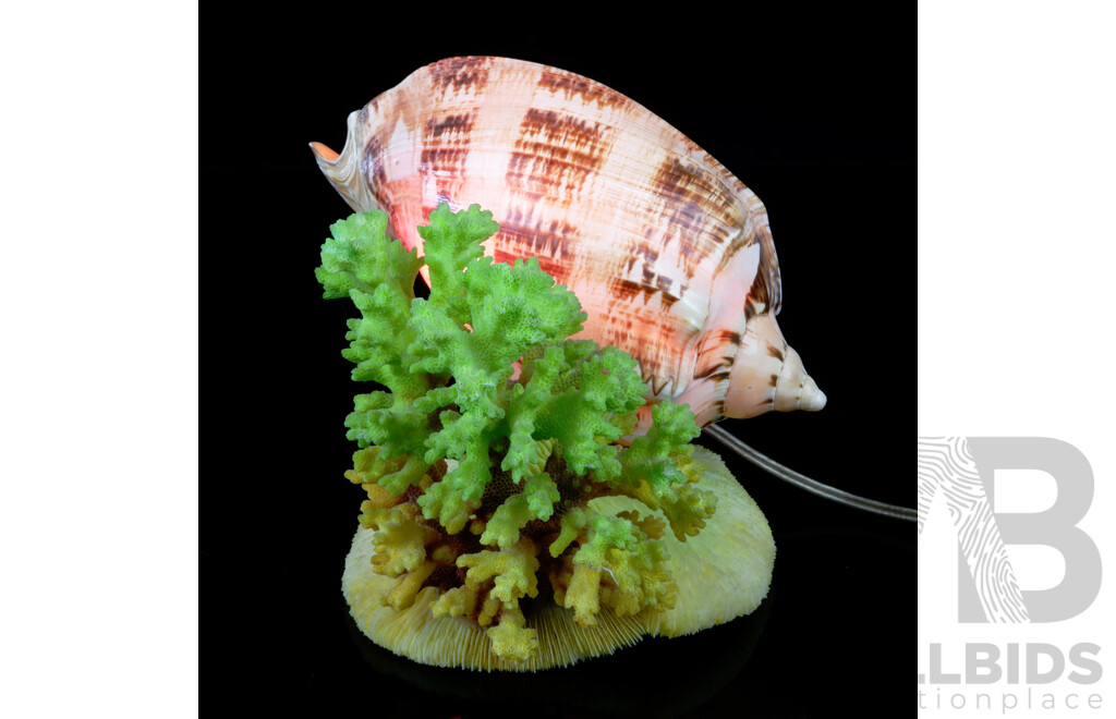 Vintage Lamp with Shell and Two Varieties Coral