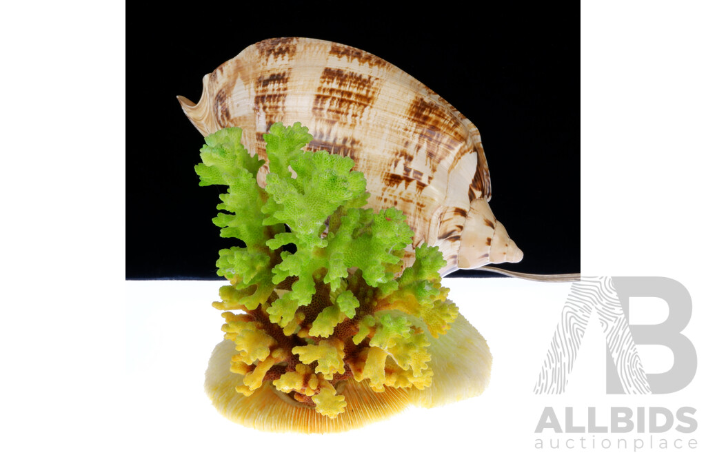 Vintage Lamp with Shell and Two Varieties Coral